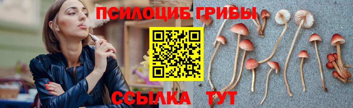 Псилоцибиновые грибы Psilocybe Ижевск